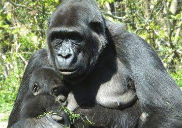 Read more about the article 3 Days Rwanda Gorilla Trekking Plus Lake Kivu