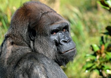 Read more about the article 3 Days Rwanda Gorilla Safari Plus 1 Night in Kigali