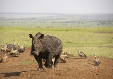 Read more about the article 15 Days Ethiopia-Kenya & Tanzania Explorer Safari