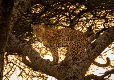 Read more about the article 6 Days Kenya Safari