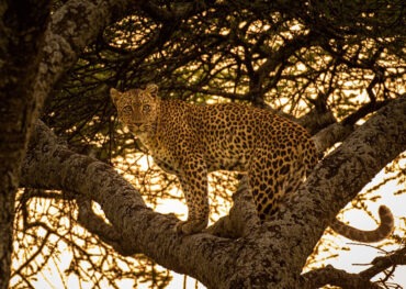 Safari Tours in Kenya and Tanzania | East African Tour Company