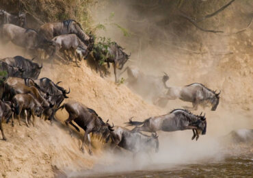 Read more about the article 4 Days Masai Mara Migration Safari