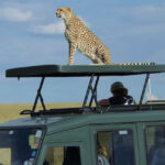 Kenya safari tour