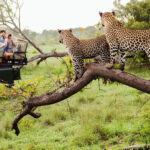 Victoria Falls, Chobe National Park and Kruger National Park Safari