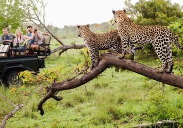 Read more about the article 11 Days Safari: Victoria Falls, Chobe National Park and Kruger National Park.