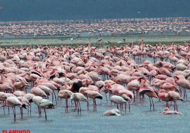 Read more about the article Lake Nakuru National Park
