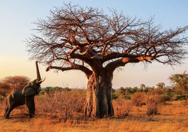 Read more about the article Ruaha National Park