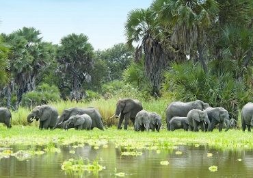 Read more about the article Selous Game Reserve