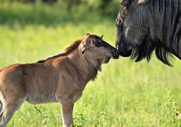 Read more about the article Experience the Spectacular Wildebeest Calving Season